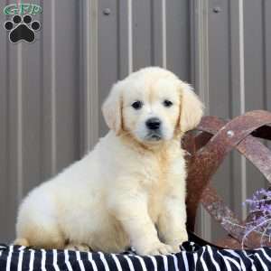 Brianna, English Cream Golden Retriever Puppy