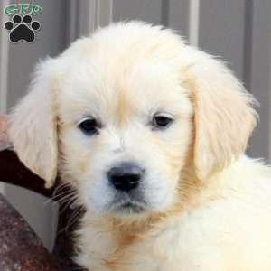 Brianna, English Cream Golden Retriever Puppy