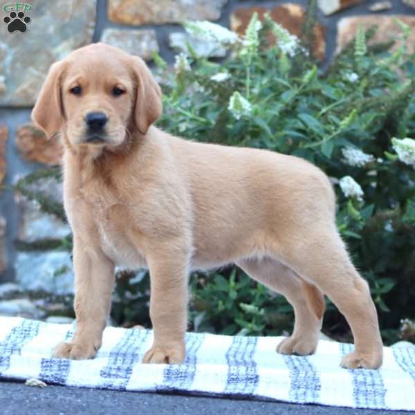 Brianna, Golden Retriever Mix Puppy
