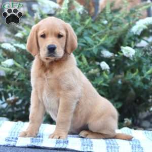 Brianna, Golden Retriever Mix Puppy