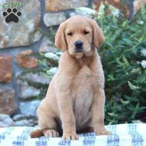 Brianna, Golden Retriever Mix Puppy