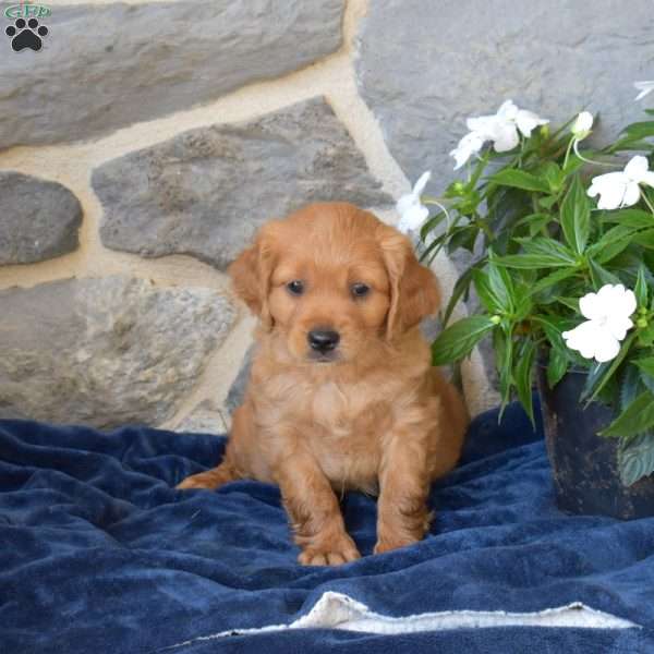 Bridget, Miniature Golden Retriever Puppy
