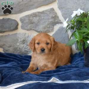 Bridget, Miniature Golden Retriever Puppy