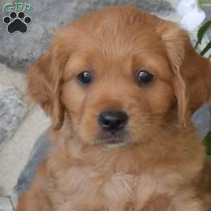 Bridget, Miniature Golden Retriever Puppy