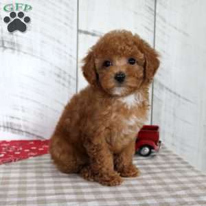 Bridget, Toy Poodle Puppy