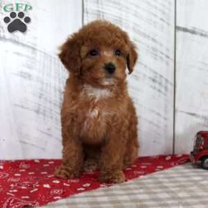 Bridget, Toy Poodle Puppy