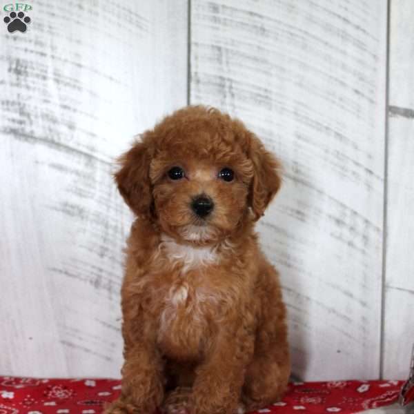 Bridget, Toy Poodle Puppy