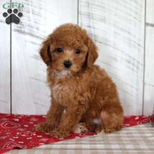Bridget, Toy Poodle Puppy