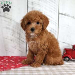 Bridget, Toy Poodle Puppy