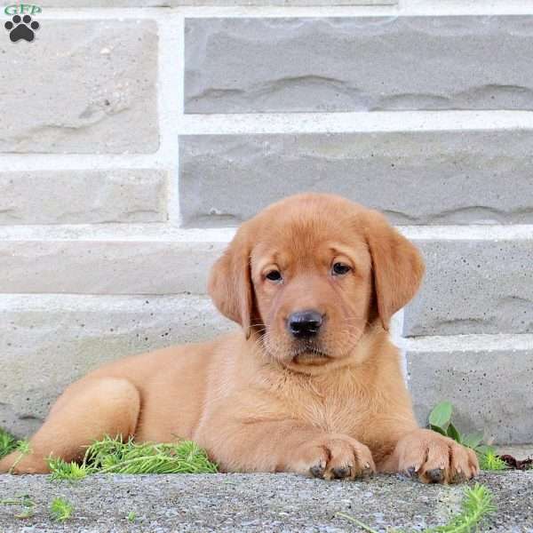 Bridgette, Fox Red Labrador Retriever Puppy