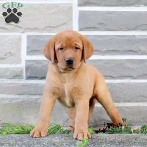 Bridgette, Fox Red Labrador Retriever Puppy