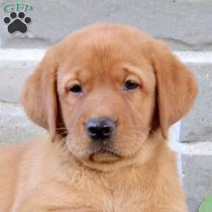 Bridgette, Fox Red Labrador Retriever Puppy