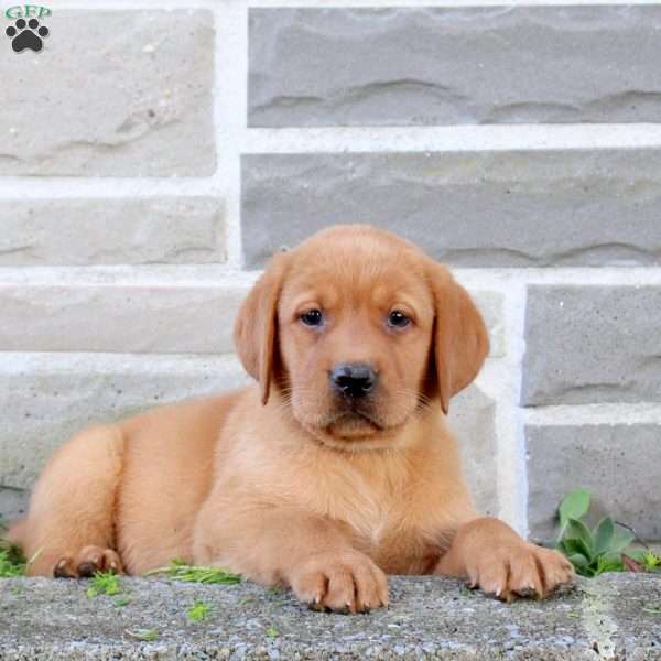 Brie, Fox Red Labrador Retriever Puppy
