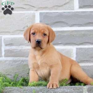 Brie, Fox Red Labrador Retriever Puppy