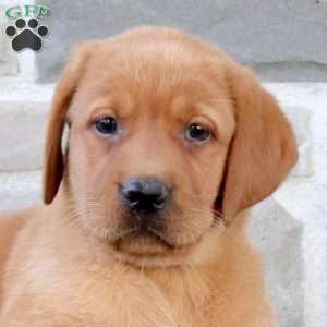 Brie, Fox Red Labrador Retriever Puppy