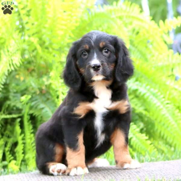 Brie, Miniature Bernese Mountain Dog Puppy