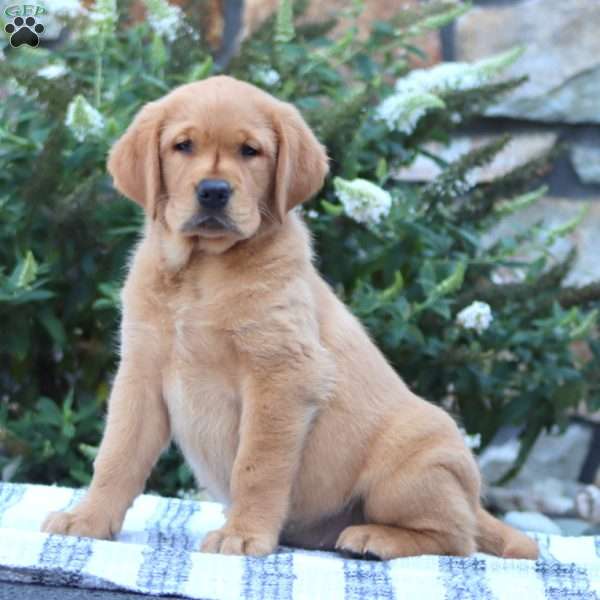 Brie, Golden Retriever Mix Puppy