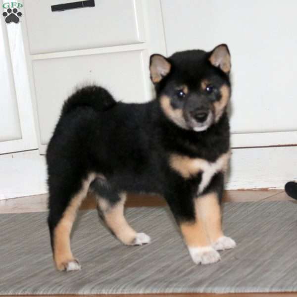 Brie, Shiba Inu Puppy