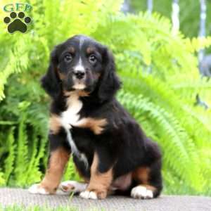 Brie, Miniature Bernese Mountain Dog Puppy