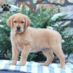 Brie, Golden Retriever Mix Puppy