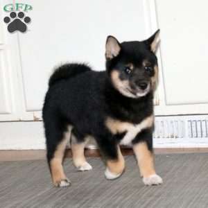 Brie, Shiba Inu Puppy
