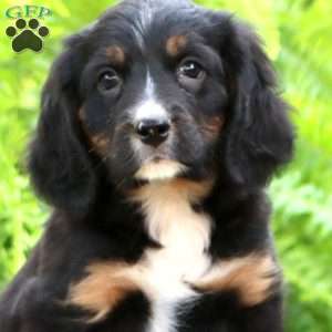 Brie, Miniature Bernese Mountain Dog Puppy