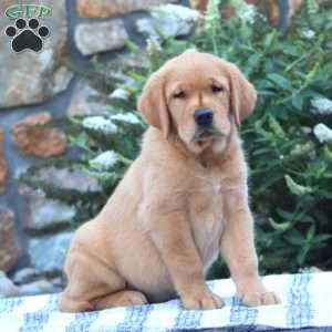 Brie, Golden Retriever Mix Puppy
