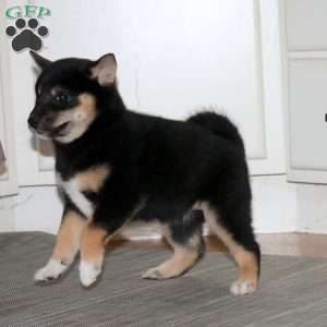 Brie, Shiba Inu Puppy
