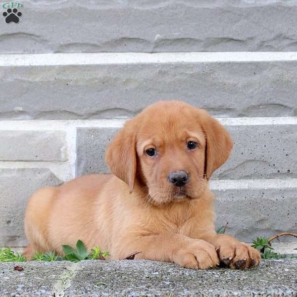 Britt, Fox Red Labrador Retriever Puppy
