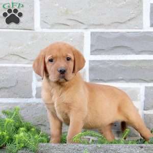 Britt, Fox Red Labrador Retriever Puppy