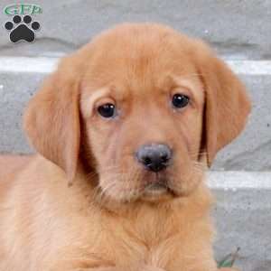 Britt, Fox Red Labrador Retriever Puppy