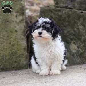 Brodie, Maltipoo Puppy