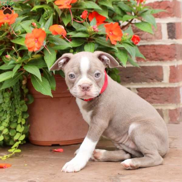 Brooke, Boston Terrier Puppy
