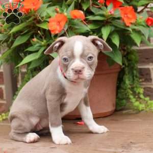 Brooke, Boston Terrier Puppy