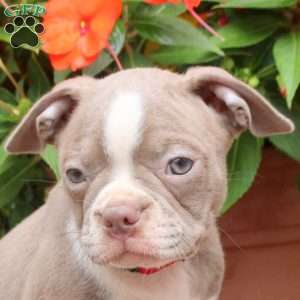 Brooke, Boston Terrier Puppy