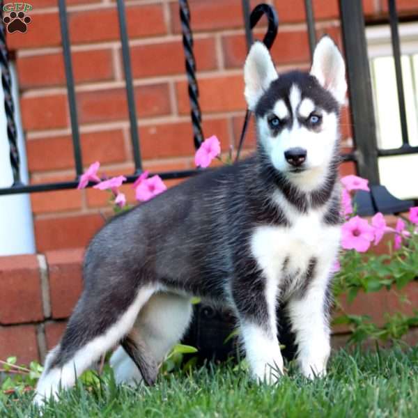 Brooke, Siberian Husky Puppy