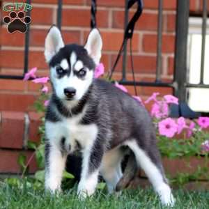 Brooke, Siberian Husky Puppy