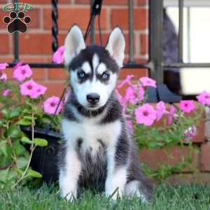 Brooke, Siberian Husky Puppy