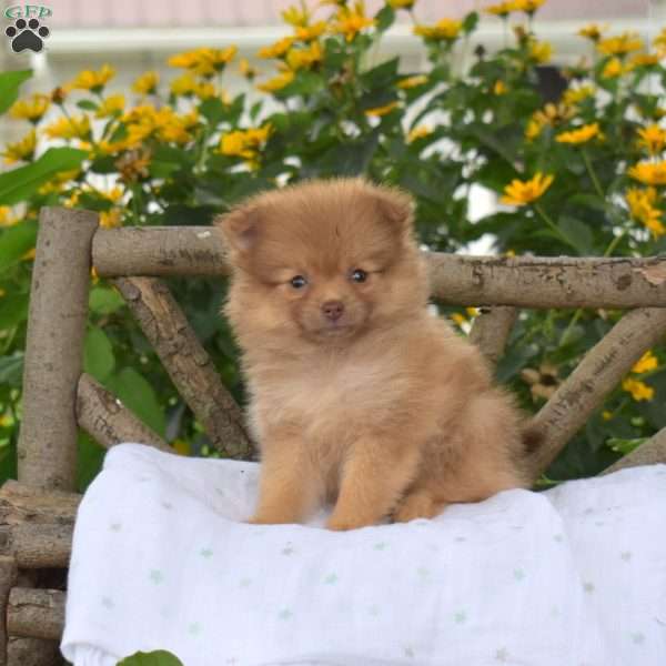 Brookie, Pomeranian Puppy