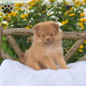 Brookie, Pomeranian Puppy