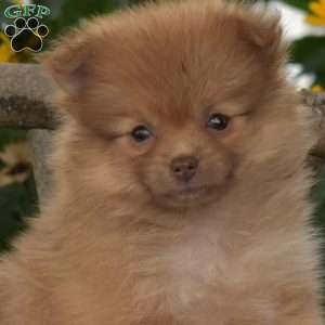 Brookie, Pomeranian Puppy