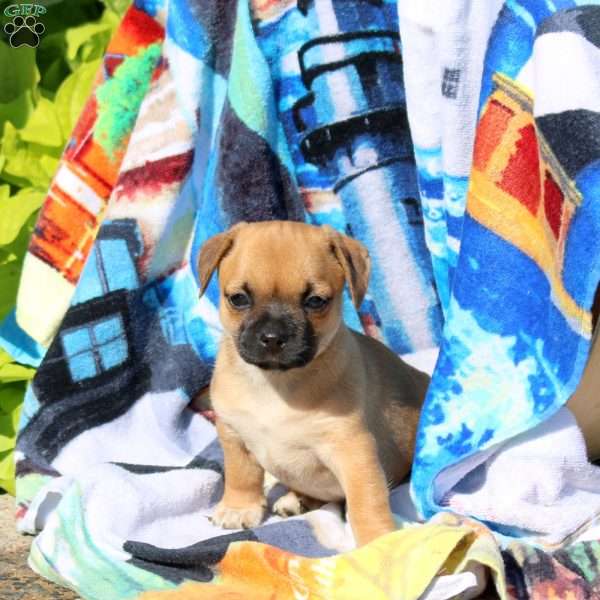 Brown Sugar, Jug Puppy