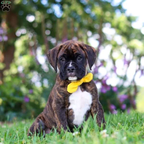 Bruno, Boxer Puppy