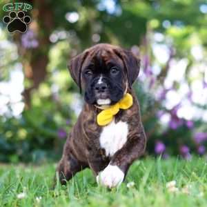 Bruno, Boxer Puppy