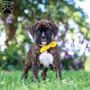 Bruno, Boxer Puppy