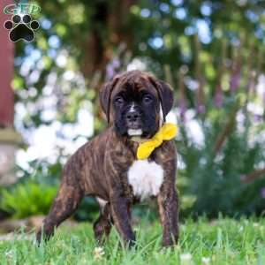 Bruno, Boxer Puppy
