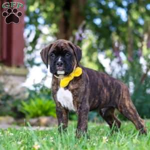 Bruno, Boxer Puppy