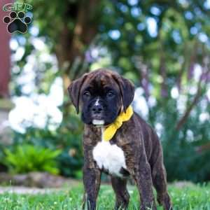 Bruno, Boxer Puppy