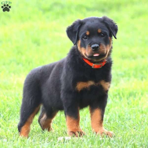 Mr. Bruno, Rottweiler Puppy