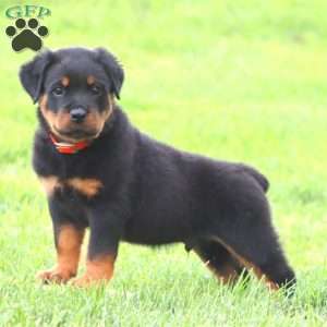Mr. Bruno, Rottweiler Puppy